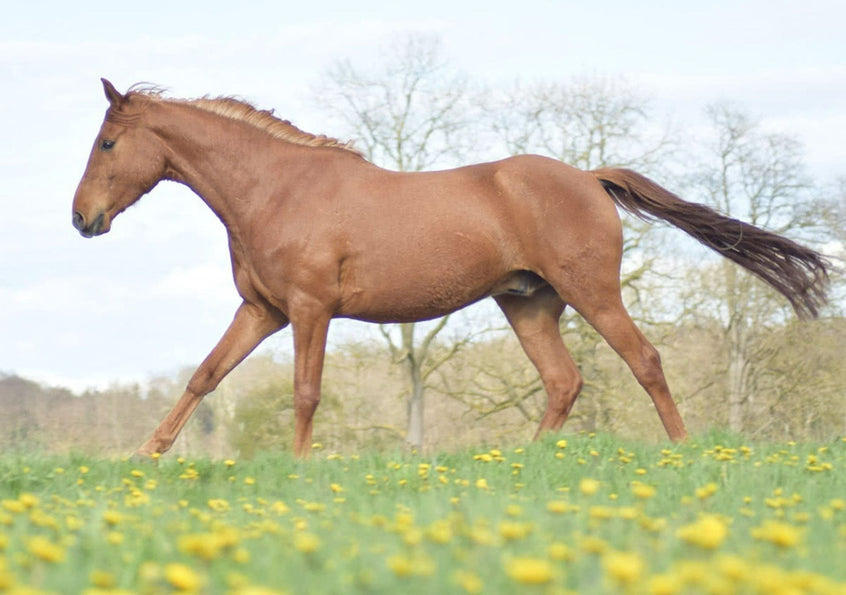 Spat beim Pferd