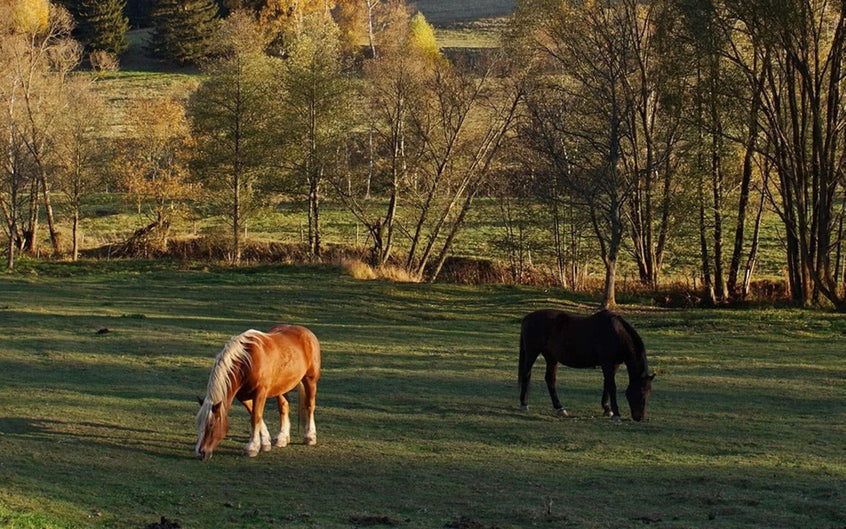 EOTRH bei Pferden - Krankheitsbild, Diagnose, Therapie