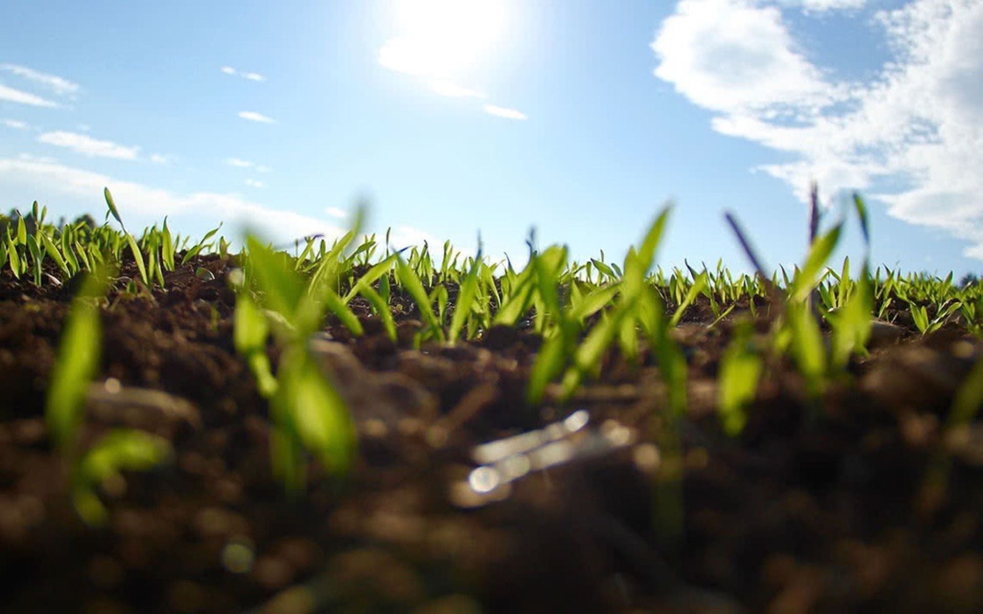 Endophyten im Weidegras