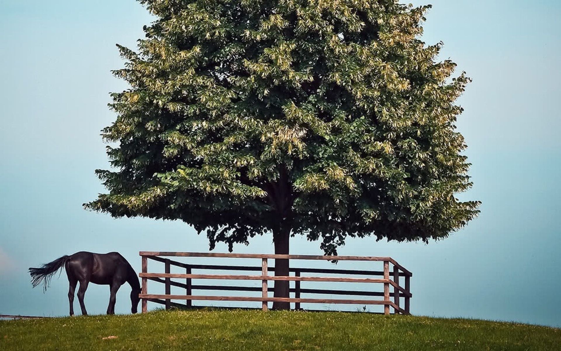Vorsicht Gift - was für Pferde giftig ist
