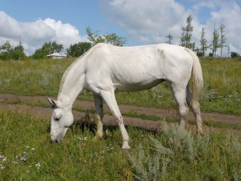 Wann ist mein Pferd zu dünn?