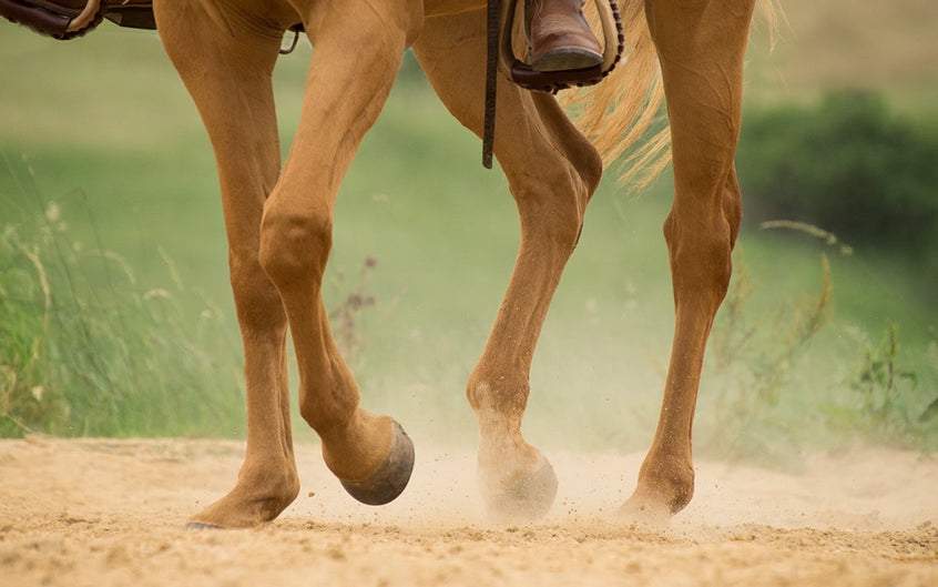 Arthrose beim Pferd