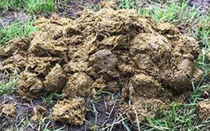 Durchfall beim Pferd