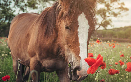 Pollenallergie beim Pferd: Symptome, Ursachen und Behandlung