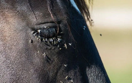 Ein braunes pferd im moskitonetz für den kopf mit aufgemalten