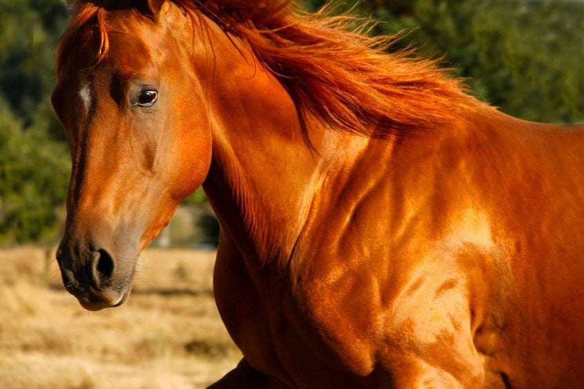 Muskelaufbau beim Pferd