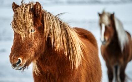 Winterekzem beim Pferd