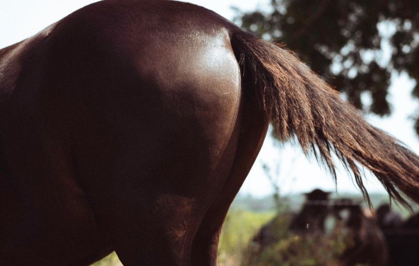 Kotwasser beim Pferd Thumbnail Startseite