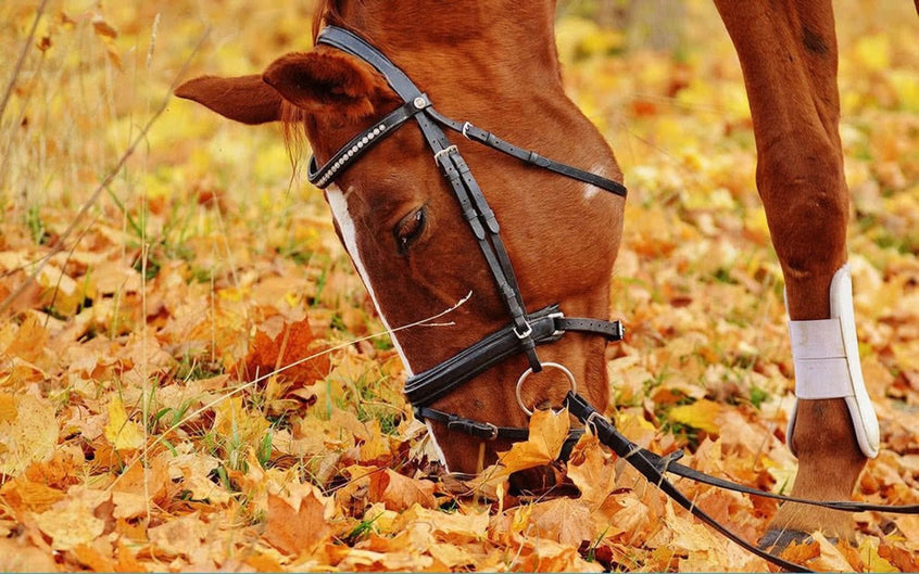 Dürfen Pferde Laub fressen?