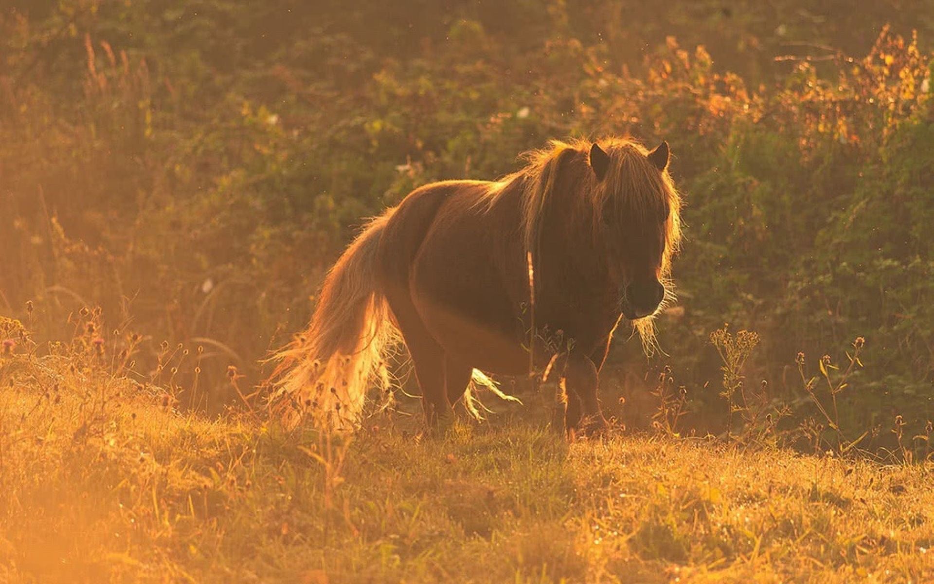 Sommerhitze mit Pferd