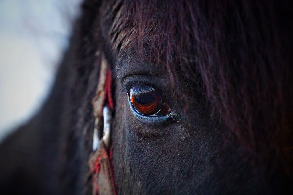 Augenerkrankungen beim Pferd