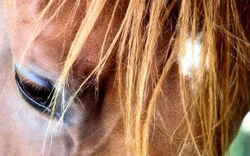 Nervöses Pferd ruhiger bekommen – mit Verständnis & natürlicher Hilfe