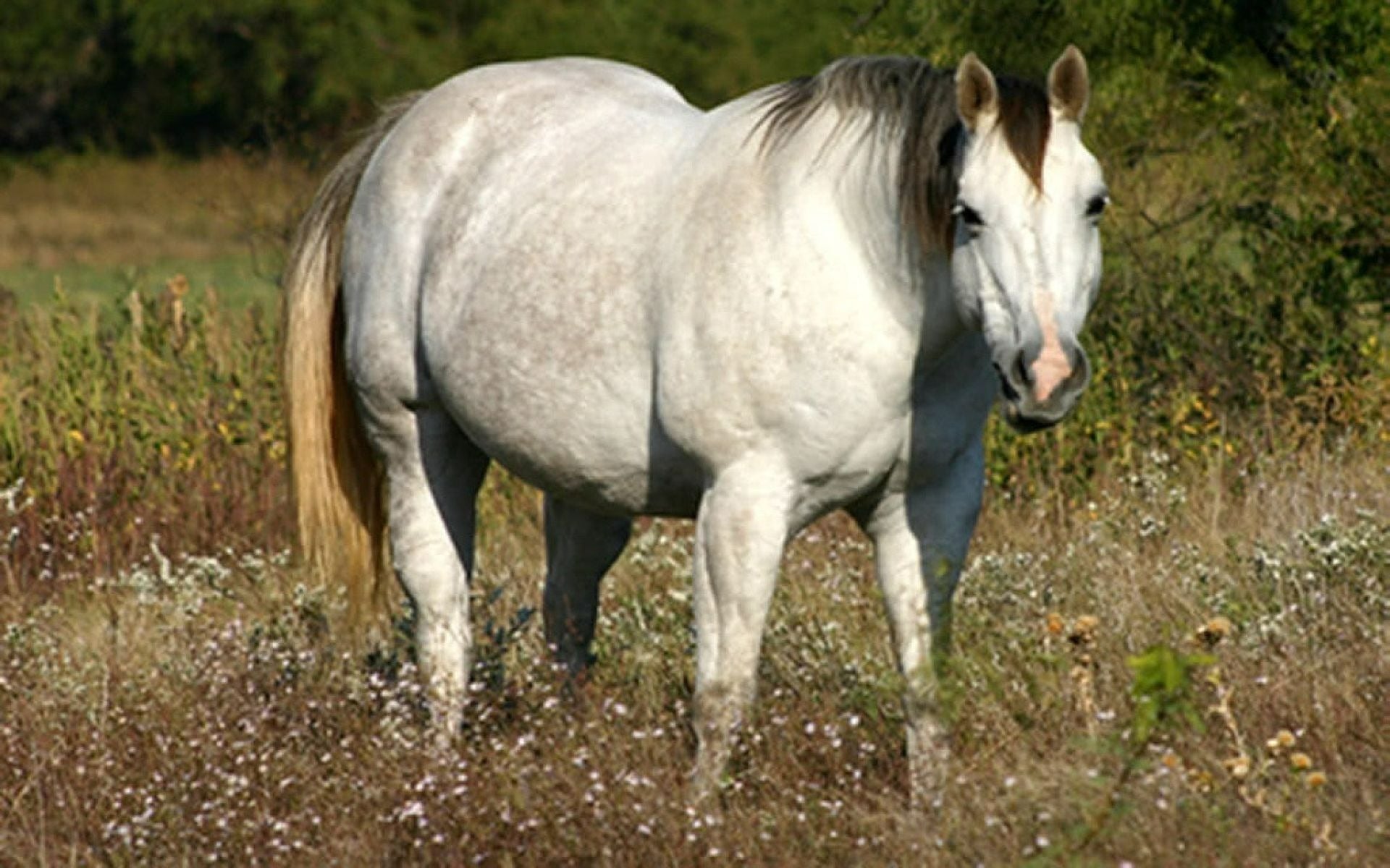 Echtes Cushing Syndrom beim Pferd