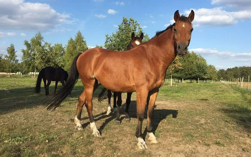 EMS -Equines metabolisches Syndrom