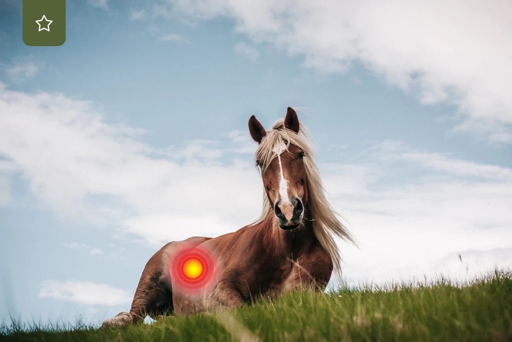Magengeschwür beim Pferd – Ursachen, Symptome & Behandlung