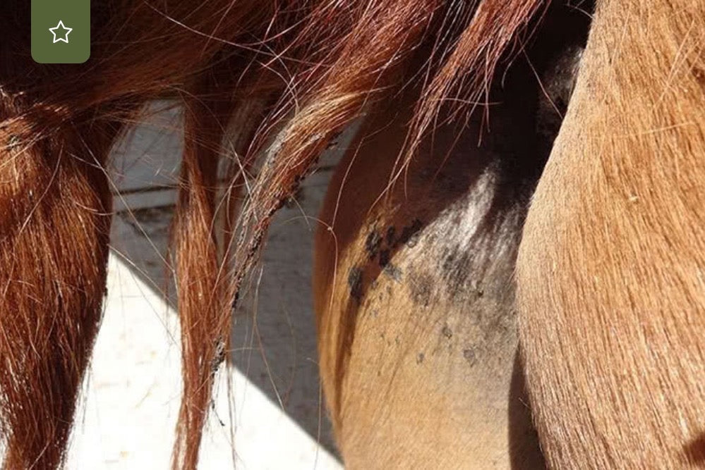 Kotwasser beim Pferd – Ursachen erkennen und Abhilfe schaffen
