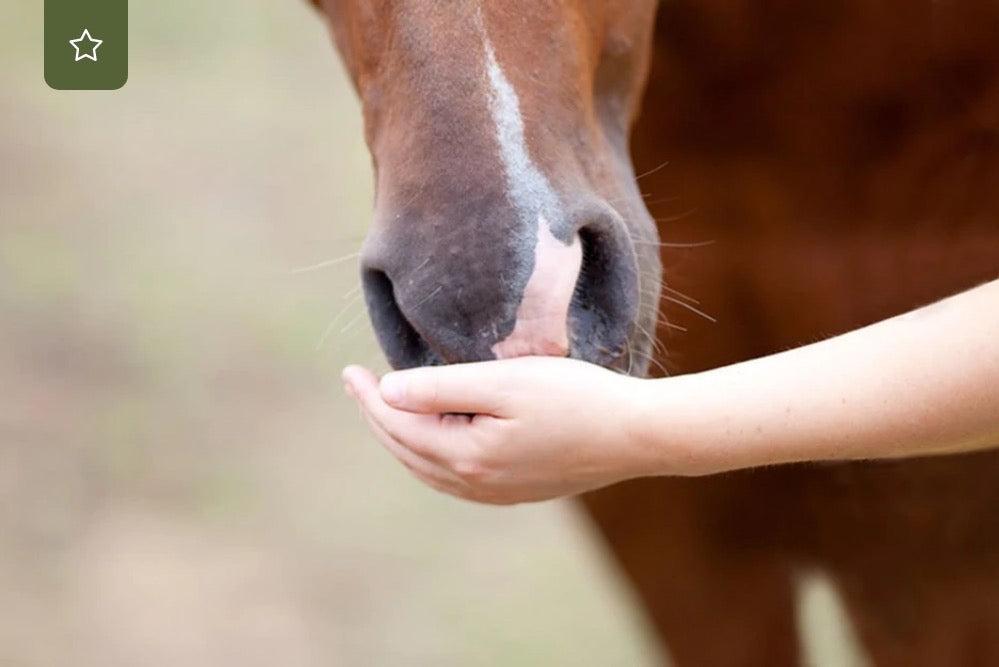Entgiftung von Pferden