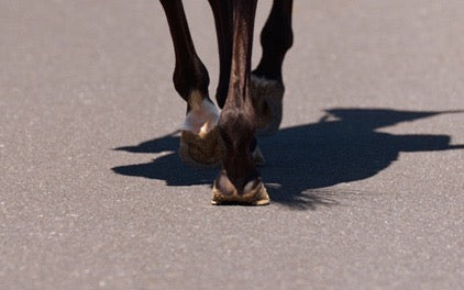 Was ist Hufrolle beim Pferd?