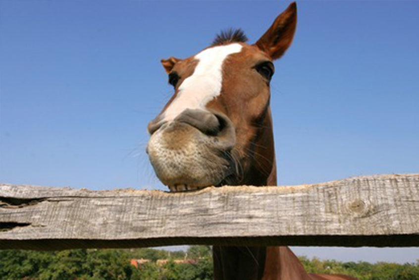 Wenn Pferde koppen - Was ist zu tun?