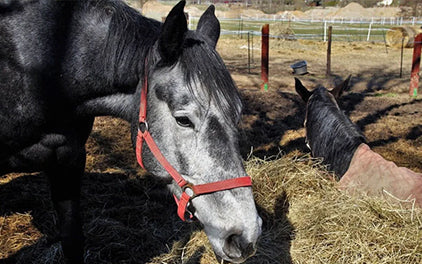 Altes Pferd