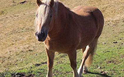 Sommertips für angelaufene Beine beim Pferd