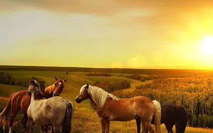 Heimische Booster fürs Immunsystem