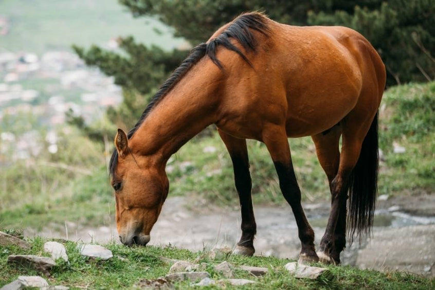 Die Darmgesundheit meines Pferdes