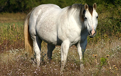 Mein Pferd ist zu dick 