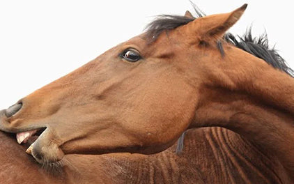 Haarige oder Hautpilz beim Pferd erkennen