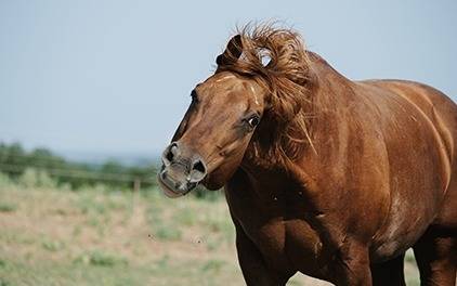 Headshaking beim Pferd