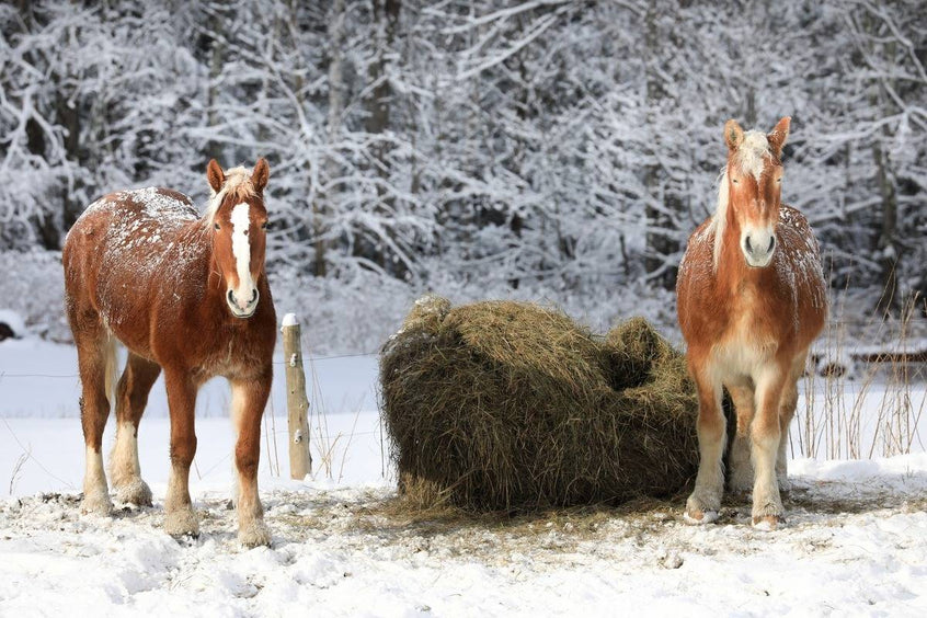 Schnee und Winter mit Pferd sicher meistern