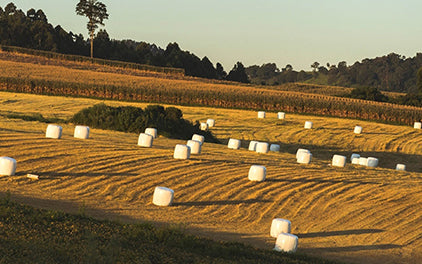 Heu, Silage oder Heulage für Pferde?