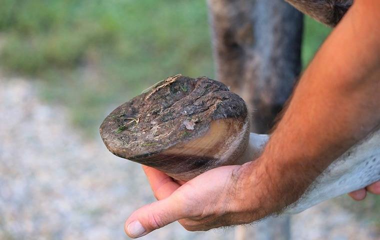 Hufhornqualität und Entgiftung beim Pferd