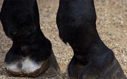 Hufrehe beim Pferd