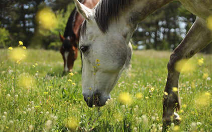 Immunsystem stärken beim Pferd