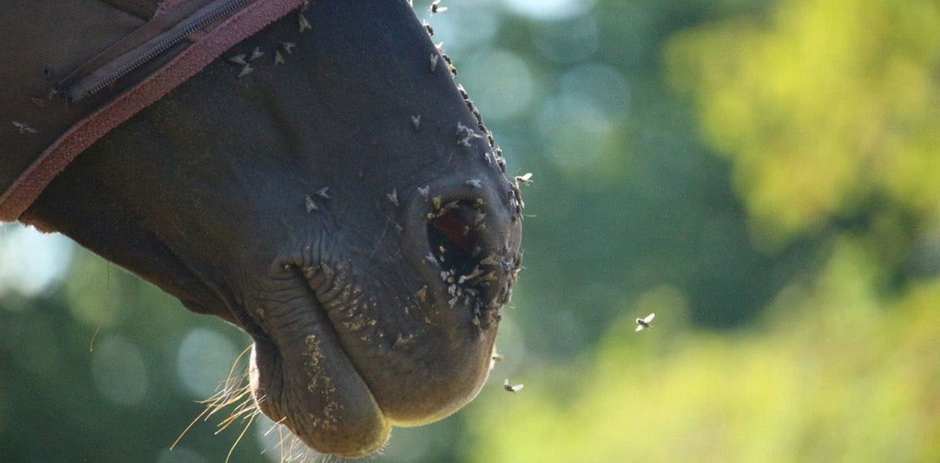 Insektenschutz bei Pferden