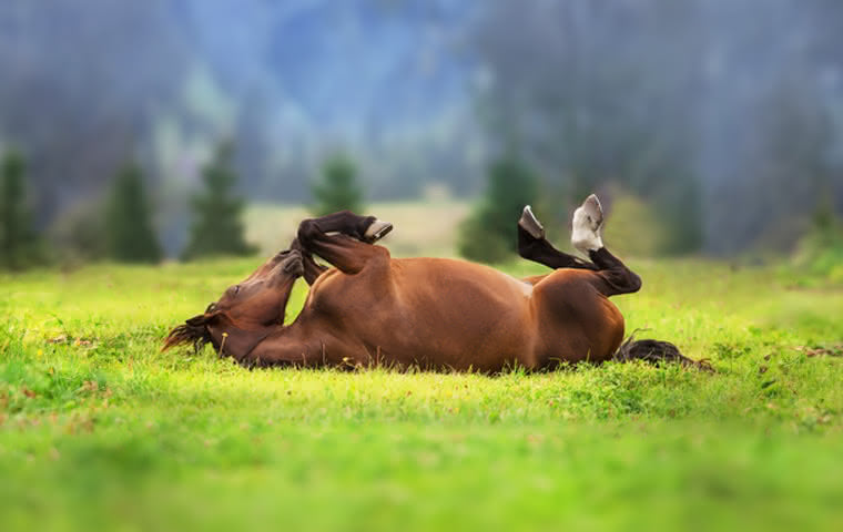 Koliken beim Pferd schnell erkennen und behandeln
