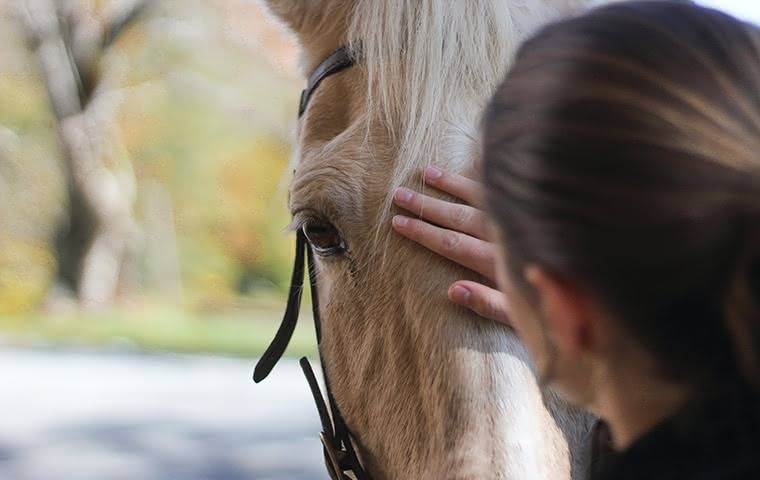 Mönchspfeffer für Pferde - wie du dein Pferd mit Phytohormonen unterstützen kannst