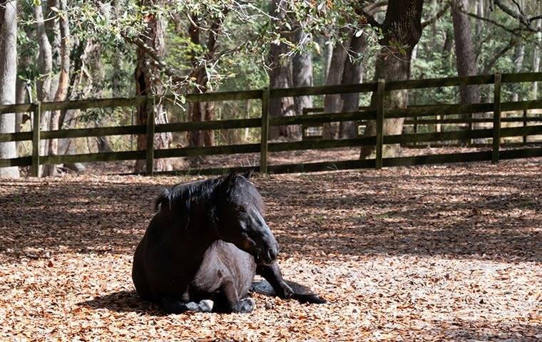 Magenprobleme beim Pferd: 5 häufige Magensymptome