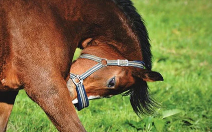 Phlegmone beim Pferd 