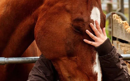 Sarkoid beim Pferd (ES)