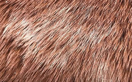 Stichelhaare beim Pferd