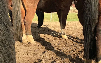 Strahlfäule, Strahlpilz und Hufpilz