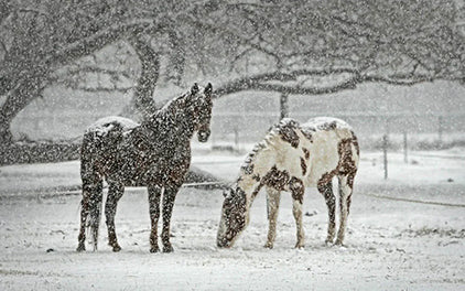 Wann frieren Pferde im Winter