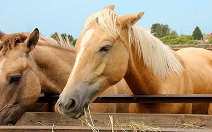 Zusatzfutter Pferde
