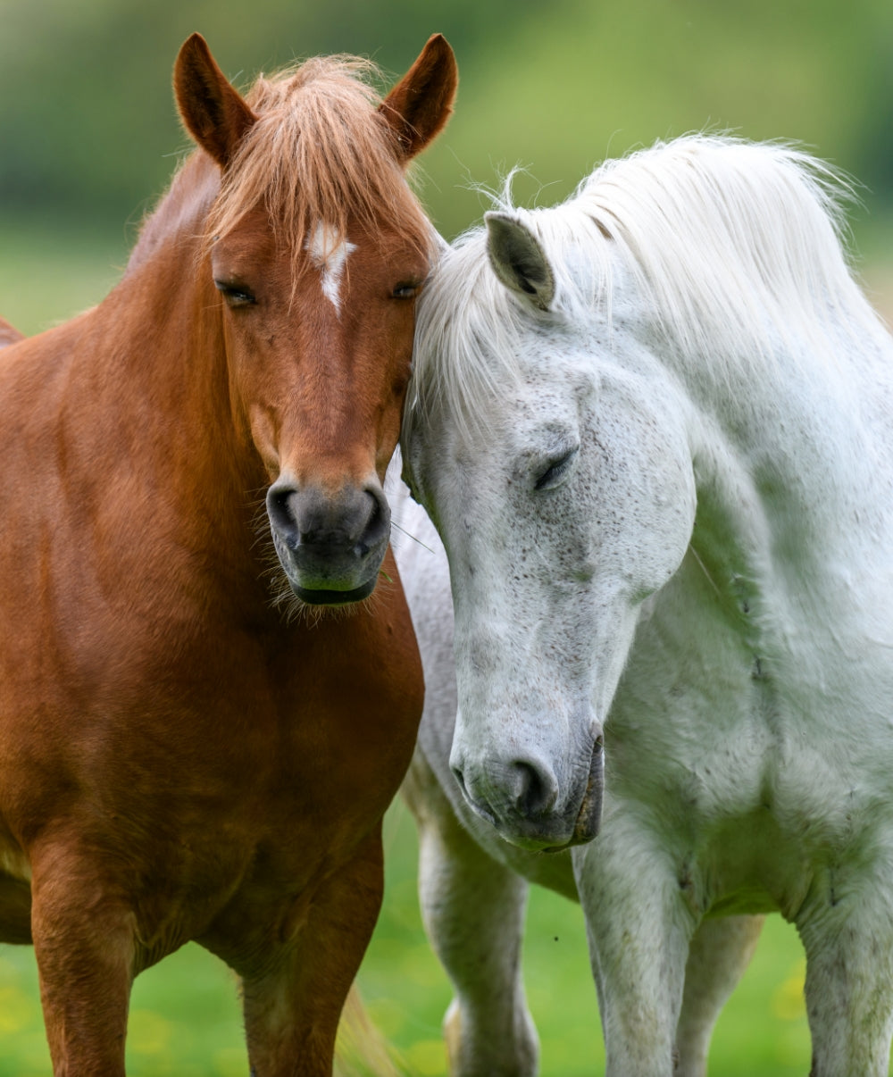 Kristallkraft Pferdeliebe